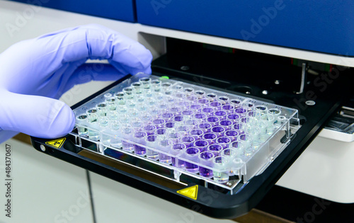 Scientist is putting 96 well micro plate into plate reader machine to measure protein concentration in laboratory photo