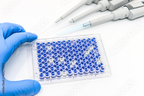Scientist is testing ELISA immunoassay by 96 well micro plate and pipettes