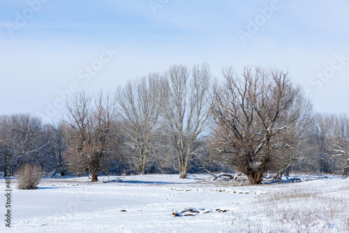 trees in the snow