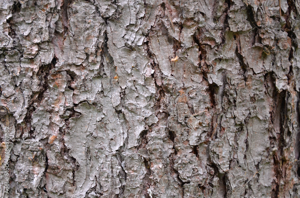 The bark of the Blue Spruce.Natural pattern photos.Outdoors photos The bark of the Blue Spruce.Natural pattern photos.Outdoors photos