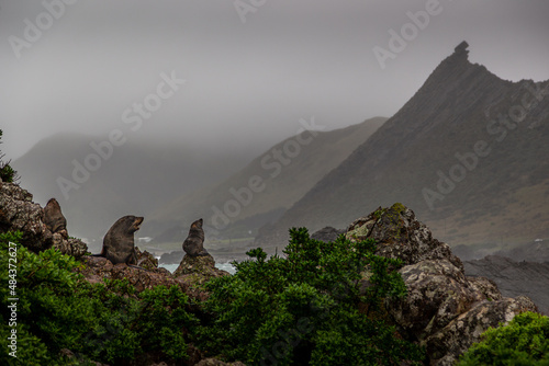 Fur seals sit atop rocks o stormy day on the coastline of Cape Palliser near Wellington, New Zealand. photo