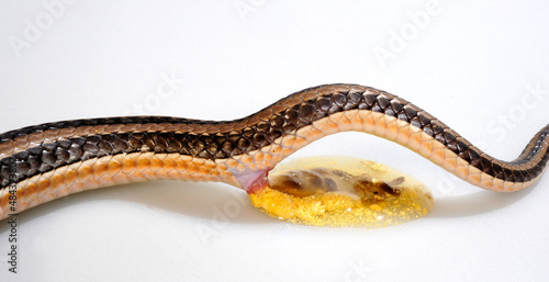 Fotografie Feces of a snake // Exkretion einer Schlange (Kladirostratus acutus)