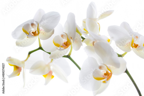 White orchids with yellow centre isolated on white background.
