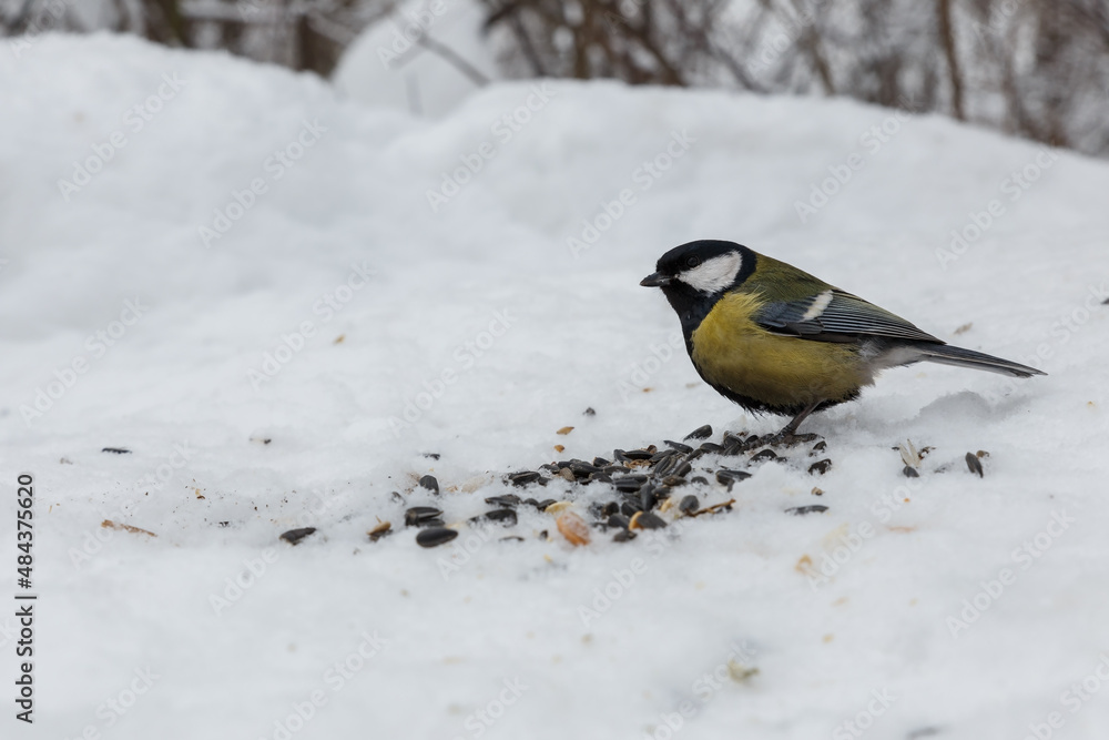 great tit sitting in snow. Feeding birds in winter. great tit sitting in snow. Feeding birds in winter.