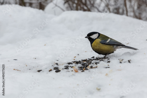 great tit sitting in snow. Feeding birds in winter.