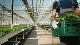Agronomist gardener man holding basket with organic cultivated salad working at agricultural production in hydroponics greenhouse plantation. Rancher worker harvesting fresh vegetable plantation
