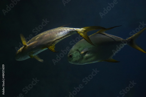 Fish under water. Golden trevally (Gnathanodon speciosus), also known as the golden kingfish photo