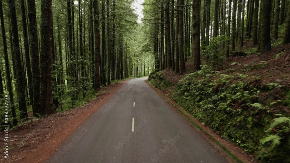 Pine trees forest with a narrow road Pine trees forest with a narrow road