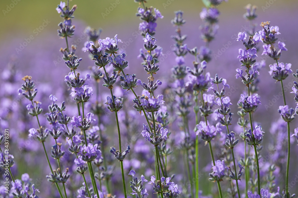 Obraz premium Purple violet color lavender flower field closeup background. Selective focus used