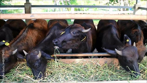 Footage of Gang of Murrah Buffaloes in a Dairy Farm Eating Grass Happily photo