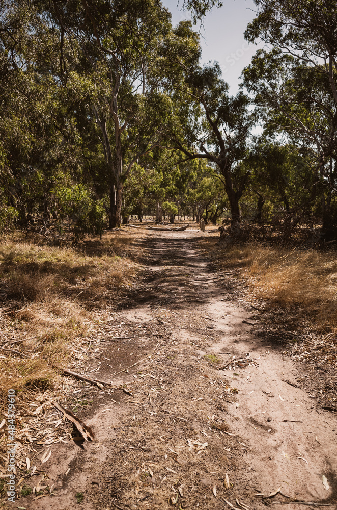 Fototapeta premium path in the woods