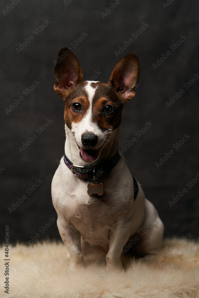Jack Russell Terrier dog sitting on white fur