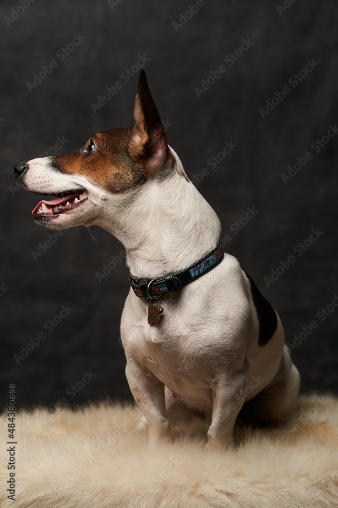 Jack Russell Terrier dog sitting on white fur