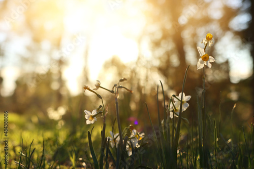 Fresh grass and narcissus flowers growing in the forest at spring © tomertu