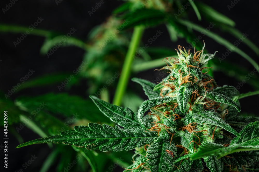 Blooming cannabis plant with white and yellow stigmas on flowers and many trichomes, on a dark background. Cultivating medicinal marijuana Blooming cannabis plant with white and yellow stigmas on flowers and many trichomes, on a dark background. Cultivating medicinal marijuana
