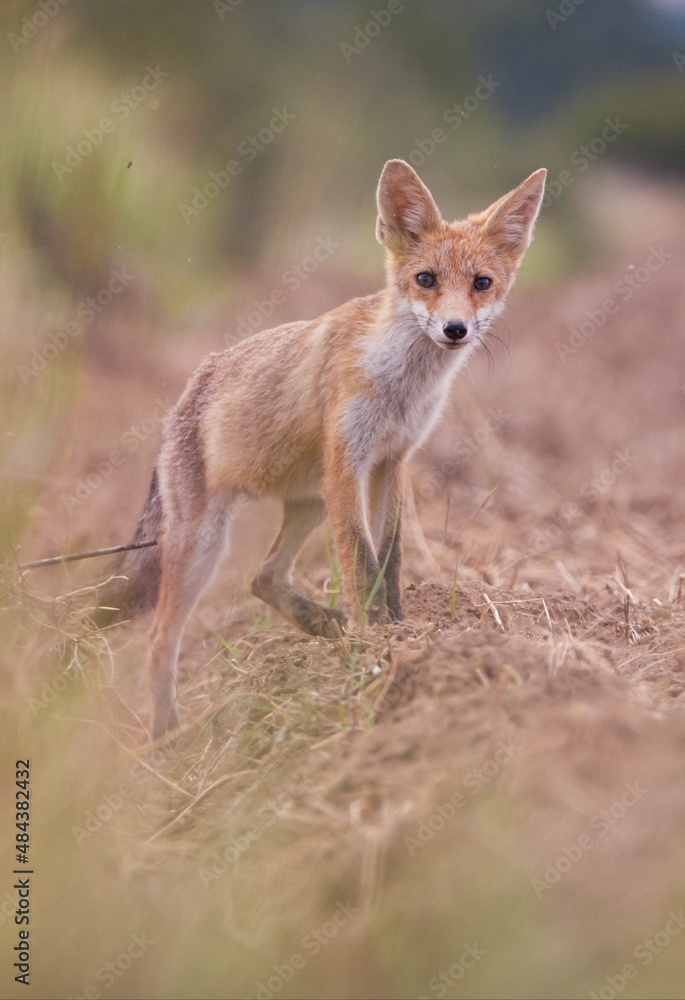 Fototapeta premium Red fox cub