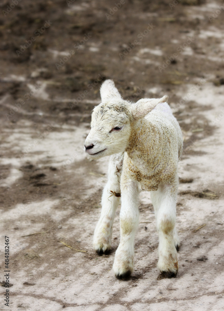 Obraz premium Spring lamb standing on farmland, black and white image.