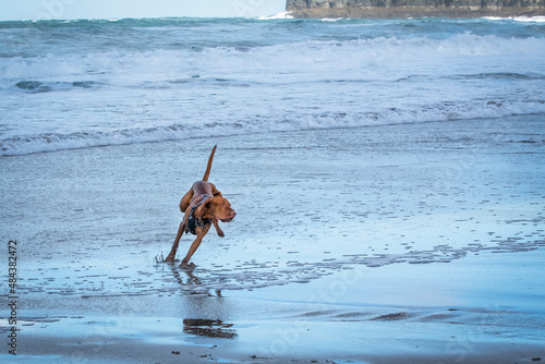 Brown dog running on the beach