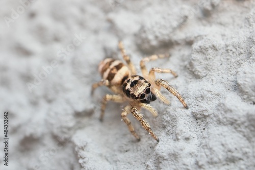 little zebra spider head and eye detail