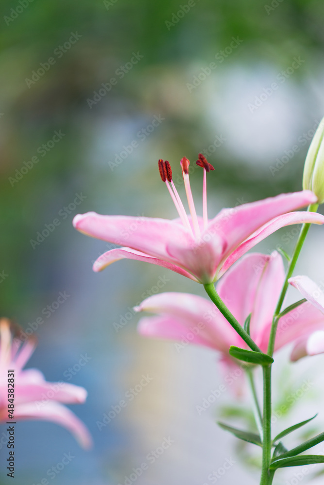 Beautiful lily flower on a background of green leaves. Summer floral background.