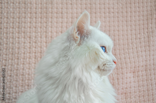 Obraz na plátně Portrait of beautiful white Angora cat in profile