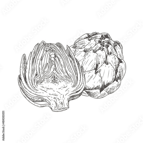 Hand drawn fresh artichoke. Whole artichoke and cut in half. Vector illustration isolated on white background.