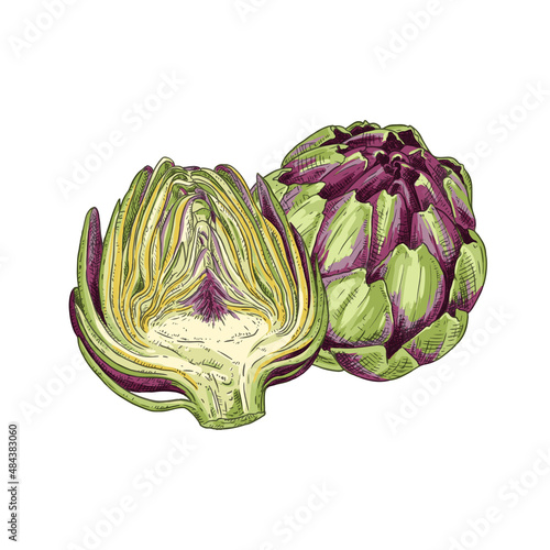 Hand drawn fresh artichoke. Whole artichoke and cut in half. Vector illustration isolated on white background.