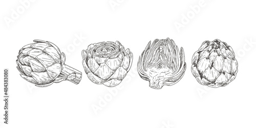 Hand drawn fresh whole artichoke and cut in half. View from different angles. Vector illustration isolated on white background.