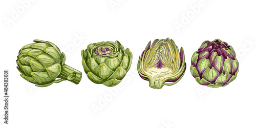 Hand drawn fresh whole artichoke and cut in half. View from different angles. Vector illustration isolated on white background.