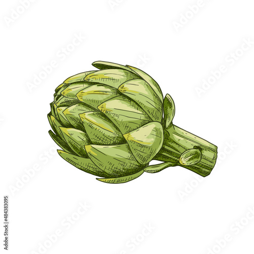 Hand drawn green artichoke. Isolated sketch on white background. Vector illustration.