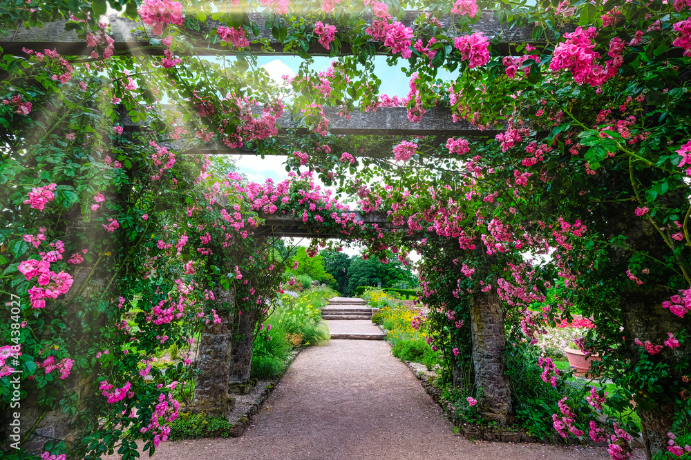 Pink roses entwined around pavilion on summer day Pink roses entwined around pavilion on summer day