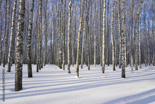Beautiful winter forest, birch trees stand in the forest after a snowfall, shadows from the sun on the snow