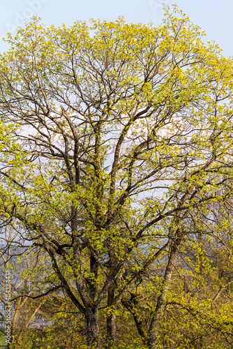 Leafy green tree