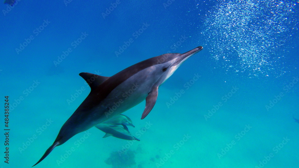 Fototapeta premium Dolphins. Spinner dolphin. Stenella longirostris is a small dolphin that lives in tropical coastal waters around the world. 