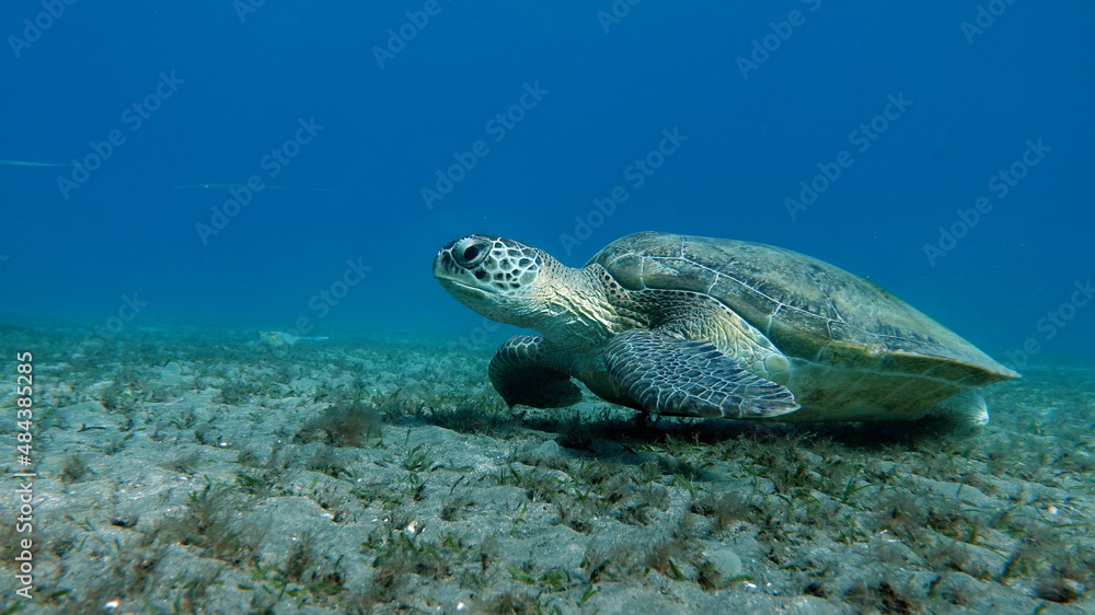 Obraz premium Big Green turtle on the reefs of the Red Sea.