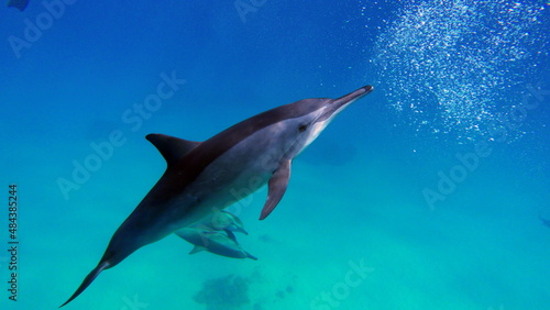 Dolphins. Spinner dolphin. Stenella longirostris is a small dolphin that lives in tropical coastal waters around the world.  photo