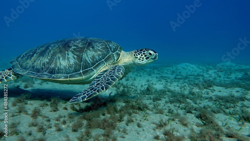 Big Green turtle on the reefs of the Red Sea. © Vitalii6447