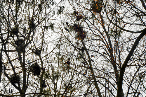 Crows in trees  darkness  halloween  birds. Crows nest