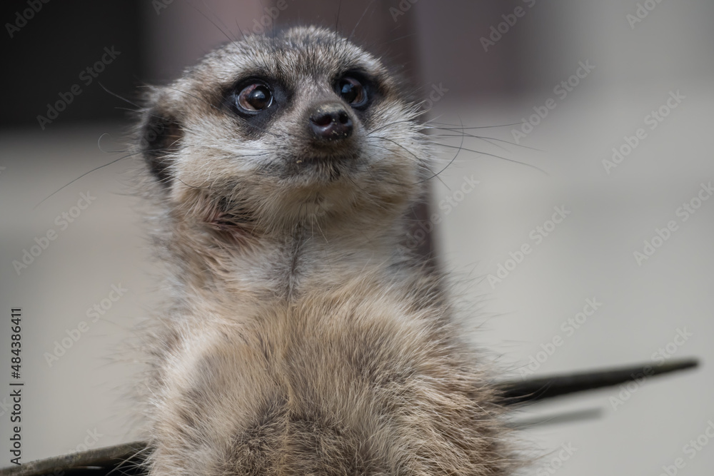 Cute animal meerkat. He is standing and looking something. Upper part of the body. Cute animal meerkat. He is standing and looking something. Upper part of the body.