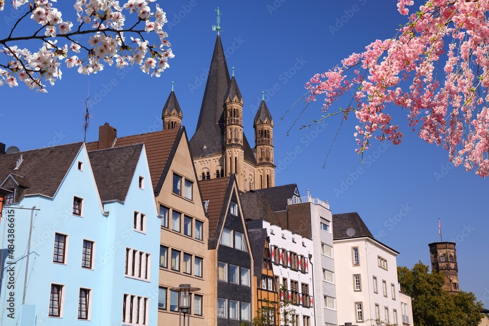 Spring time view in Cologne, Germany. Cherry blossoms in Germany.