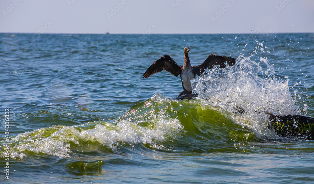 Fototapeta premium great cormorant sitting on a rock in the sea