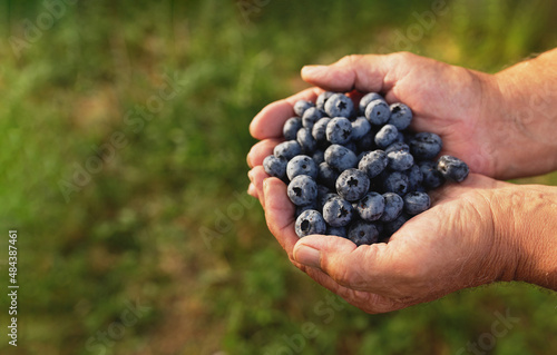 Senior man hands holding heap of fresh cultivated blueberry. Healthy eating and Alzheimer or dementia healing concept. Gardening, eco farming, berry cultivation concept. High quality photo