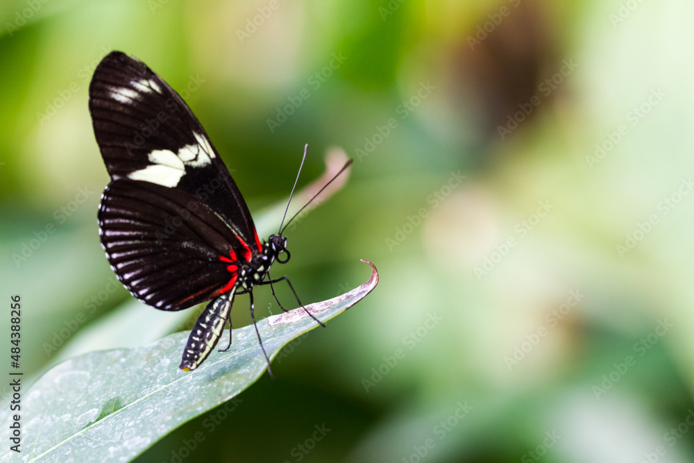 Obraz premium Butterfly on green leaf