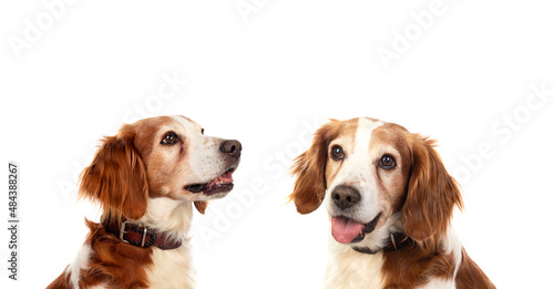 Beautiful portrait of two dogs