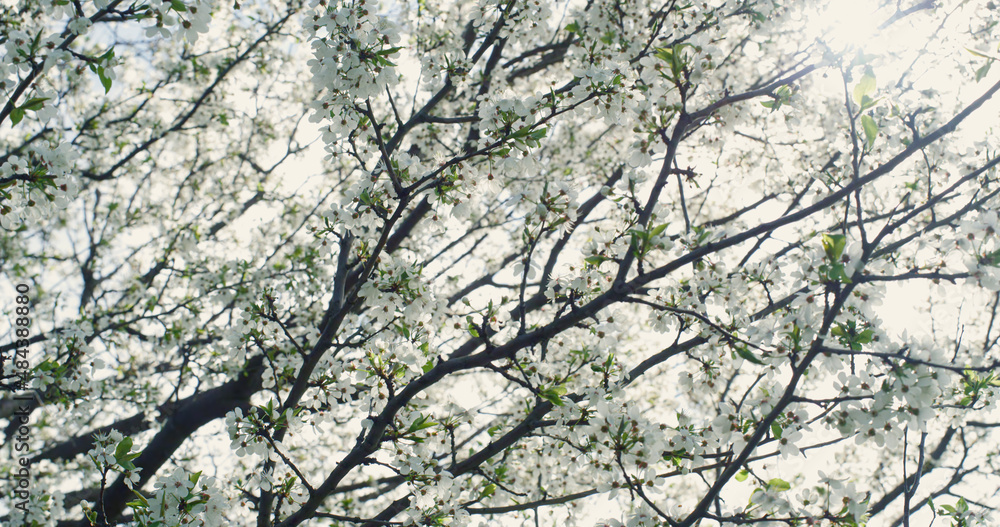 Spring tree branch swaying blowing on wind. White flowers blossoming in garden. Spring tree branch swaying blowing on wind. White flowers blossoming in garden.