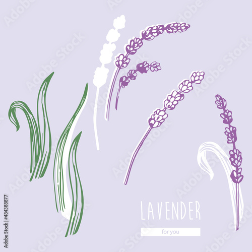 Lavender vector, french lavender, provence, hand drawn illustration in sketch style. For logos, prints, invitations, patterns, icons, fabrics, etc.
