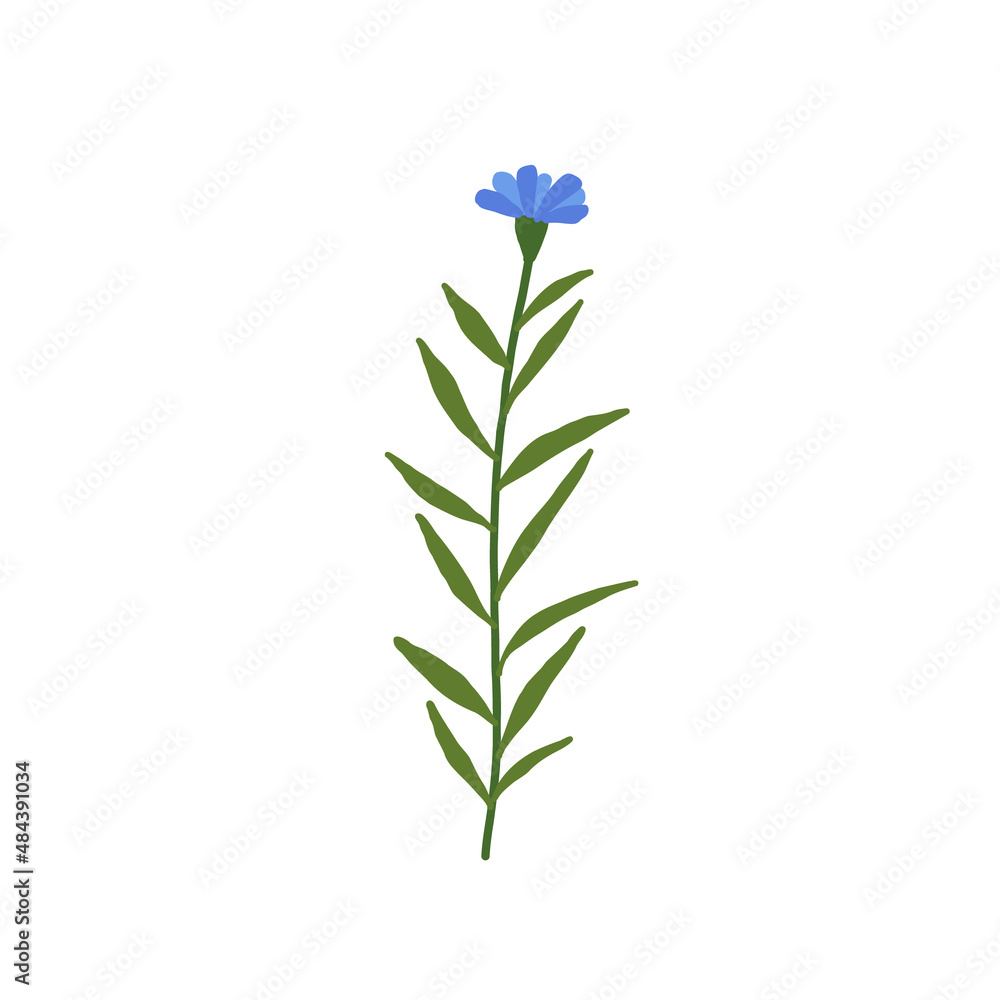 Abstract blue wildflower isolated on white background. Wild flower floral botanical plant. Meadow and field herb. Delicate spring flower illustration in hand drawn flat style