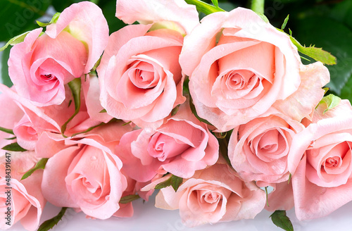 A group of pink roses with water drops  holiday background  mothers day
