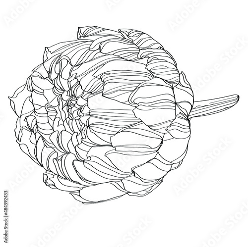 Artichoke vector illustration. Black and white vector illustration of a artichoke