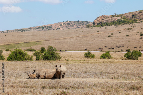 A Black Rhino lying down with her calf in Kenya's Borana Conservancy